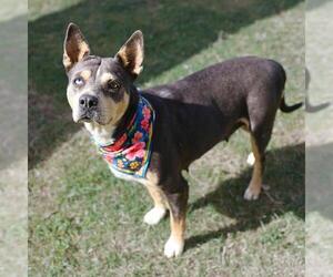 American Staffordshire Terrier-Unknown Mix Dogs for adoption in San Antonio, TX, USA