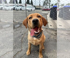Labrador Retriever-Unknown Mix Dogs for adoption in San Diego, CA, USA