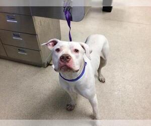 Dogo Argentino Dogs for adoption in Riverside, CA, USA