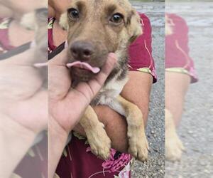 German Shepherd Dog Dogs for adoption in Houston, TX, USA