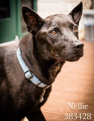 Australian Kelpie-Unknown Mix Dogs for adoption in San Antonio, TX, USA