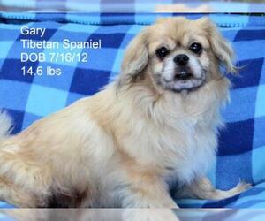 Tibetan Spaniel Dogs for adoption in Bon Carbo, CO, USA