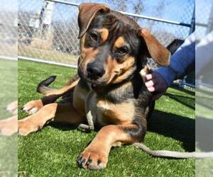 Rottweiler-Unknown Mix Dogs for adoption in Nashville, IN, USA