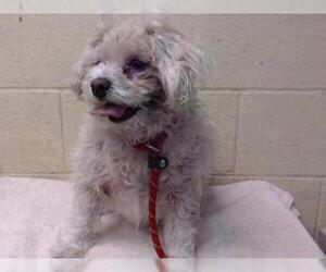 Maltese Dogs for adoption in Downey, CA, USA