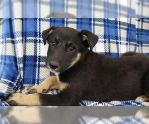 Mutt Dogs for adoption in Thief River Falls, MN, USA