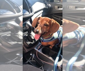 Dachshund Dogs for adoption in Bonner Springs, KS, USA