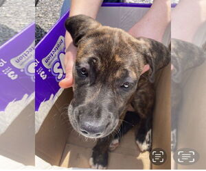 American Pit Bull Terrier-Weimaraner Mix Dogs for adoption in Pottstown, PA, USA