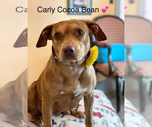 Labrador Retriever-Unknown Mix Dogs for adoption in Rockaway, NJ, USA