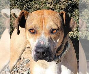 Chinese Shar-Pei-Unknown Mix Dogs for adoption in Albuquerque, NM, USA