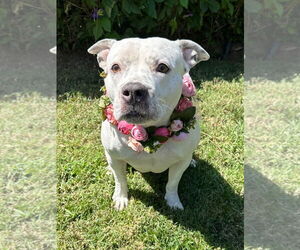 American Pit Bull Terrier-Unknown Mix Dogs for adoption in Redlands, CA, USA