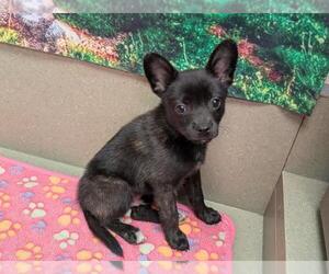 Mutt Dogs for adoption in Moreno Valley, CA, USA