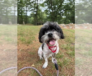Shih Tzu-Unknown Mix Dogs for adoption in Dedham, MA, USA