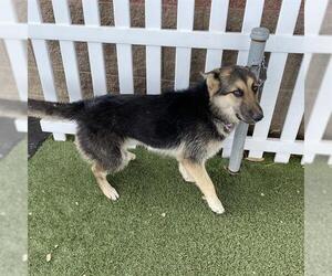 German Shepherd Dog-Unknown Mix Dogs for adoption in Modesto, CA, USA