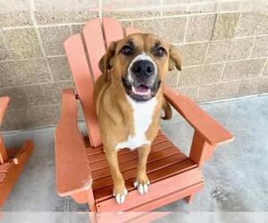 Labrador Retriever-Unknown Mix Dogs for adoption in Fort Collins, CO, USA