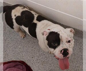 Bulldog Dogs for adoption in Houston, TX, USA