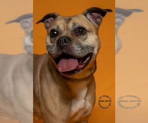 Boxer-Unknown Mix Dogs for adoption in Hughesville, MD, USA
