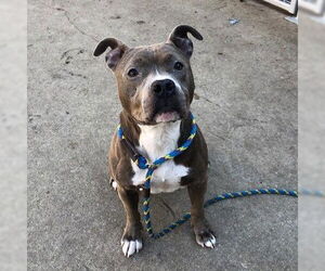 American Pit Bull Terrier-Unknown Mix Dogs for adoption in Aurora, IL, USA