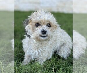 Shih-Poo Dogs for adoption in PIPE CREEK, TX, USA