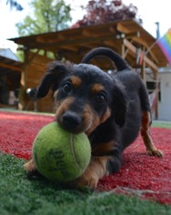 Dachshund Dogs for adoption in Mechanicsburg, PA, USA
