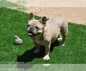 French Bulldog Dogs for adoption in Hesperia, CA, USA