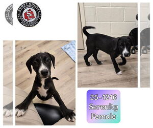 Labrador Retriever-Unknown Mix Dogs for adoption in Georgetown, KY, USA