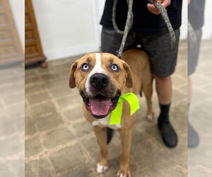 Boxer-Mastiff Mix Dogs for adoption in Marina Del Rey, CA, USA