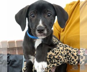 Labrador Retriever-Unknown Mix Dogs for adoption in Washington, DC, USA