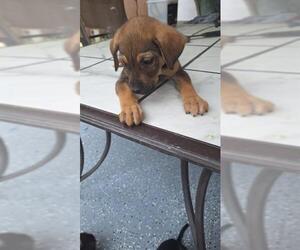 Great Dane-Labrador Retriever Mix Dogs for adoption in San Antonio, TX, USA