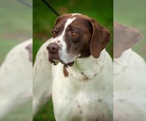 Pointer Dogs for adoption in Johnson City, TN, USA