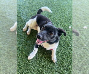 Jack Chi Dogs for adoption in Agoura Hills, CA, USA