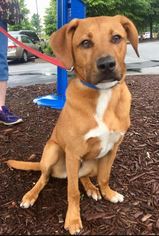 Boxador Dogs for adoption in Fayetteville, GA, USA