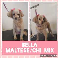 Malchi Dogs for adoption in Mesa, AZ, USA
