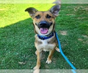 German Shepherd Dog-Unknown Mix Dogs for adoption in Long Beach, CA, USA