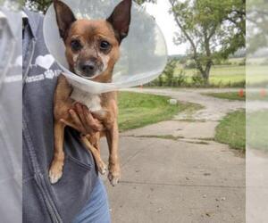 Chihuahua Dogs for adoption in Overland Park, KS, USA
