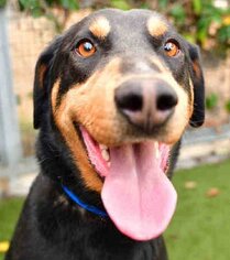 Doberman Pinscher-German Shepherd Dog Mix Dogs for adoption in San Pedro, CA, USA