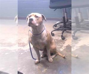 American Bulldog-Unknown Mix Dogs for adoption in Tallahassee, FL, USA
