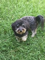 Shih-Poo Dogs for adoption in Naples, FL, USA