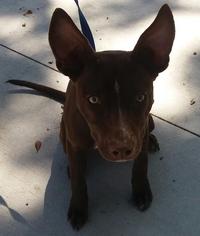 Pharaoh Hound Dogs for adoption in Sanford, FL, USA