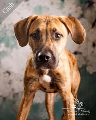 Great Dane Dogs for adoption in Ottawa, KS, USA