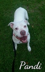 American Pit Bull Terrier Dogs for adoption in Fairhope, AL, USA