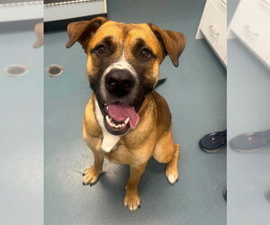 American Bulldog-Saint Bernard Mix Dogs for adoption in London, Ontario, Canada