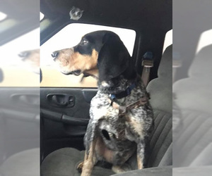 Bluetick Coonhound Dogs for adoption in Newport, KY, USA