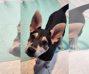 Huskies -Unknown Mix Dogs for adoption in Walnutport, PA, USA