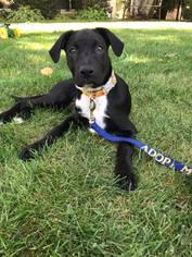 Medium Photo #1 Labrador Retriever-Unknown Mix Puppy For Sale in Princeton, MN, USA