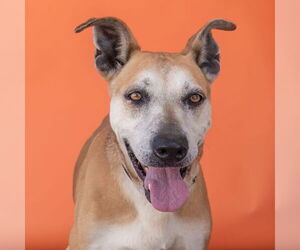 German Shepherd Dog Dogs for adoption in Pasadena, CA, USA