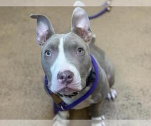 American Pit Bull Terrier Dogs for adoption in Martinez, CA, USA