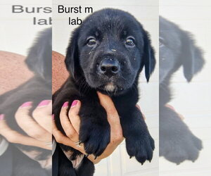 Labrador Retriever Dogs for adoption in Studio City, CA, USA