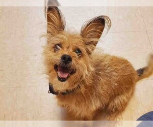Cairn Terrier-Unknown Mix Dogs for adoption in Santa Fe, NM, USA