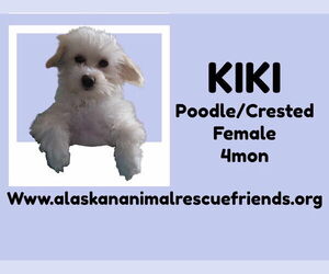 Poodle (Miniature)-Unknown Mix Dogs for adoption in Anchorage, AK, USA