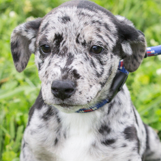 Catahoula Leopard Dog Dogs for adoption in St. Charles, MO, USA